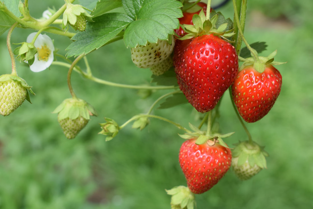 Strawberries on a vine - Eat Locally Grown Food - FitTrax